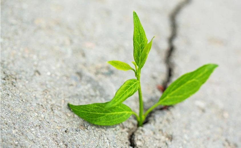 A small plant growing out of a crack in the ground.